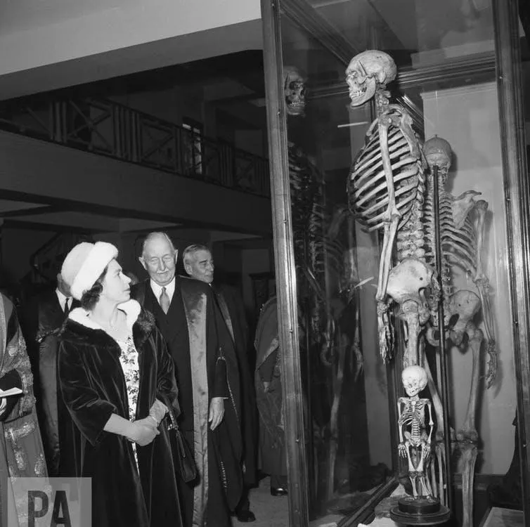 giant human skeleton museum