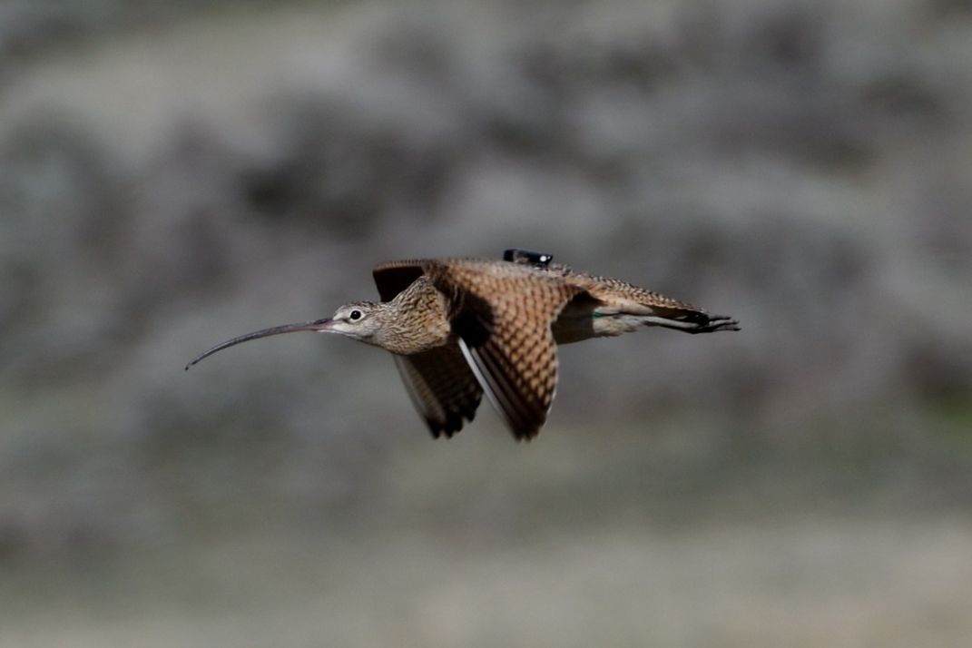 A long-billed curlew flying with a gps tracker attached to its back