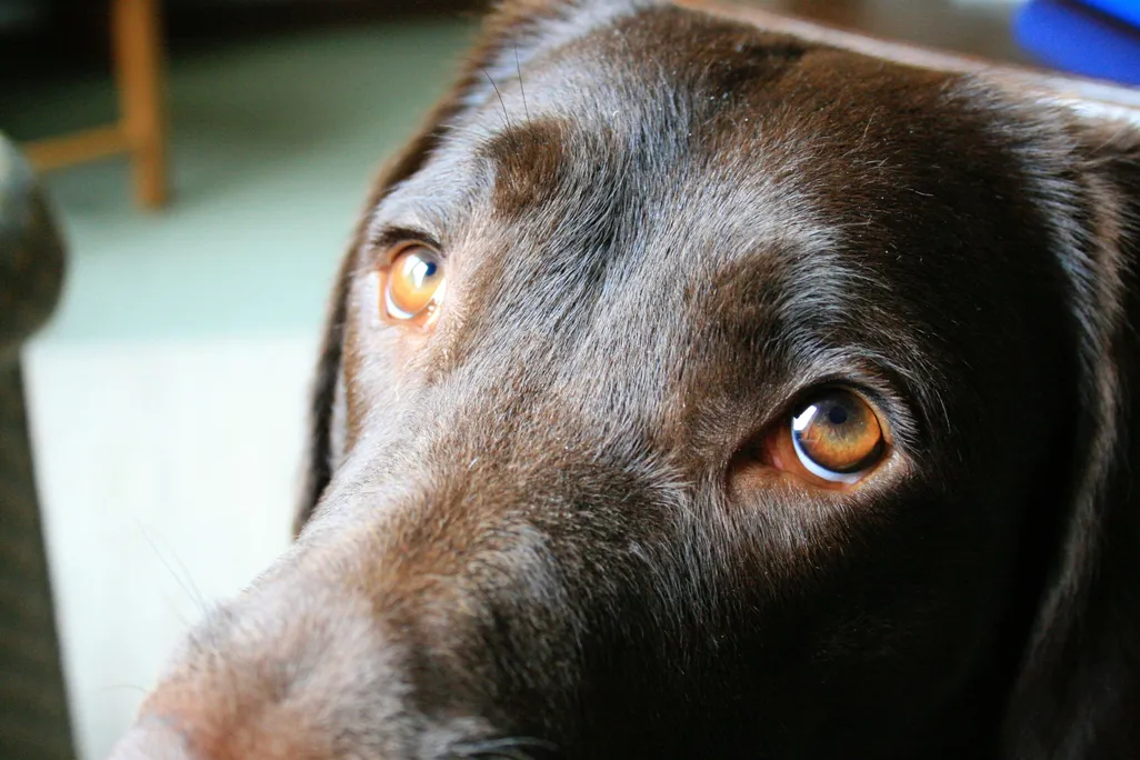 Puppy Dog Eyes