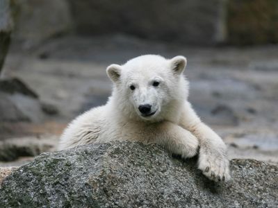 Knut, the star of the Berlin Zoo, died due to swelling in his brain.