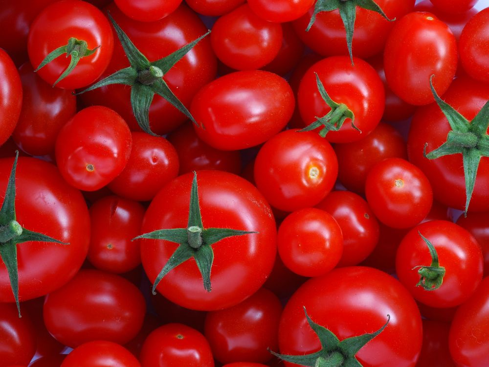 Category:Tomatoes - Wikimedia Commons