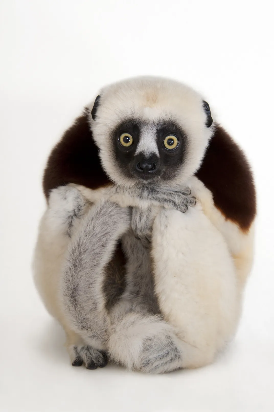a lemur with yellow eyes sits curled in a ball and looking at the camera