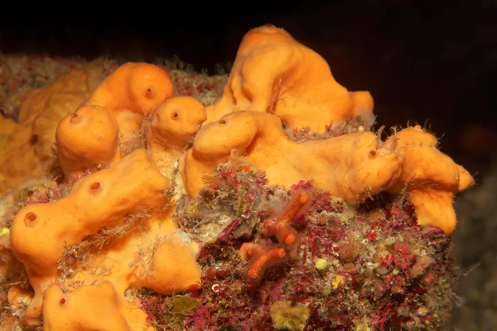 Orange demosponge