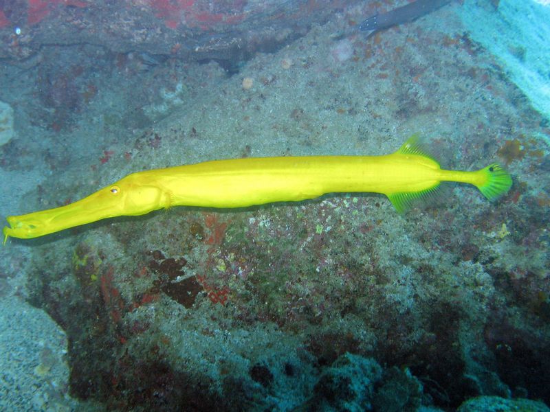 Trumpet Fish | Smithsonian Photo Contest | Smithsonian Magazine