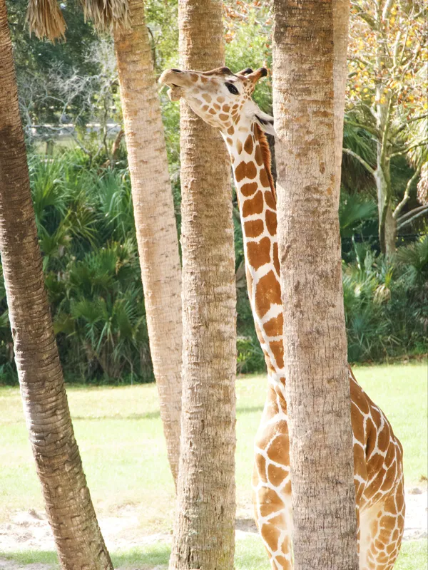 Giraffe Among Palm Trees thumbnail