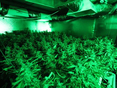 Indoor cannabis growing in California.


