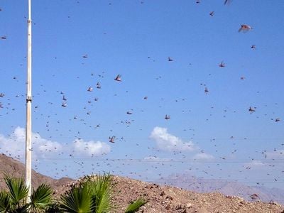 A locust swarm in Israel. 