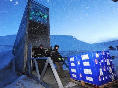 The latest donation to the Svalbard Global Seed Vault is taken down into the frosty underground chamber for storage.