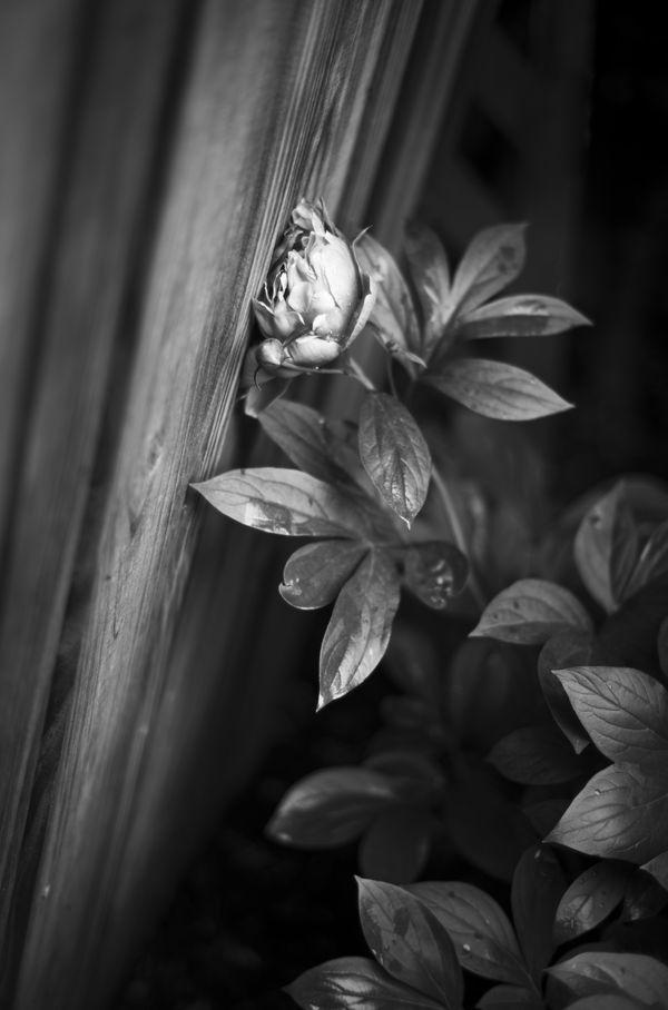 Lean on Me: Peony and Fence thumbnail