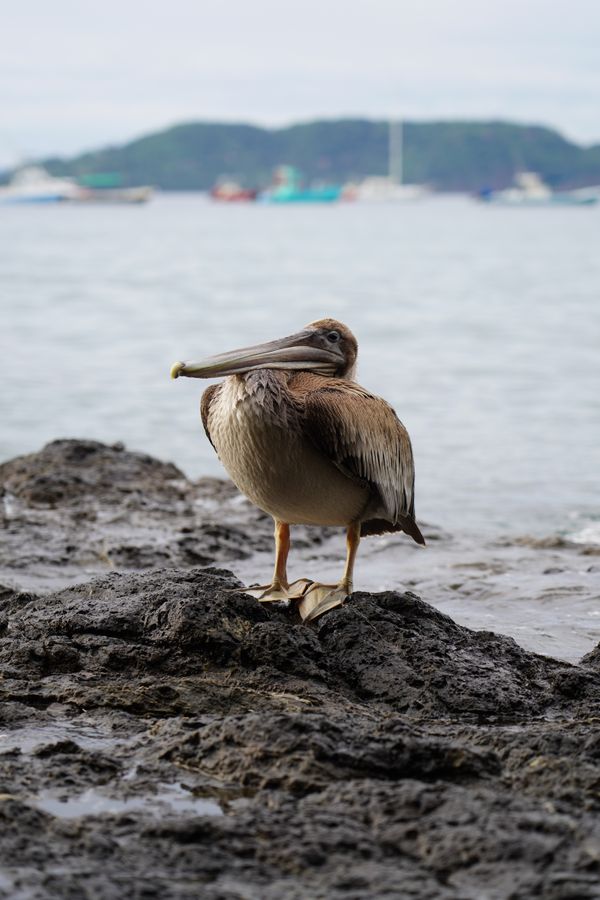 Brown Pelican of Costa Rica thumbnail