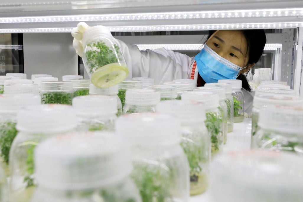 A researcher looks at Artemisia annua seedlings cultivated in nutrient solution in the National Germplasm Resource Bank of Artemisia annua, Rong'an County, Guangxi Province, China
