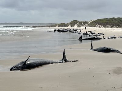 A pod of 157 false killer whales washed up on a beach in Tasmania.