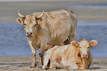 Two cows photographed in 2017 on Cedar Island. Three cows, not pictured, were found later following Hurricane Dorian.