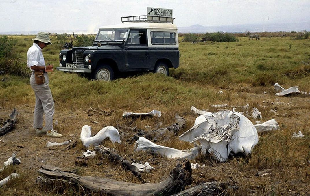 A person looking down at elephant bones in a field.