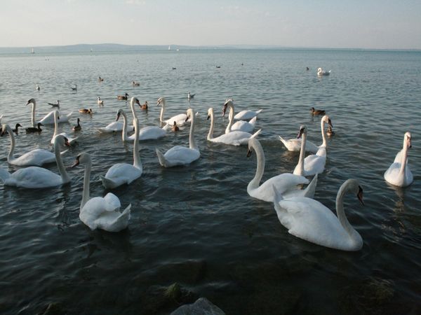 Lake Balaton Fauna thumbnail