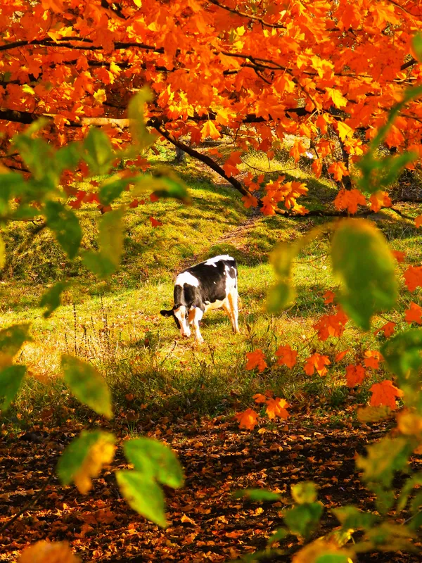 Black and white Holstein Framed between Maple Leaves thumbnail