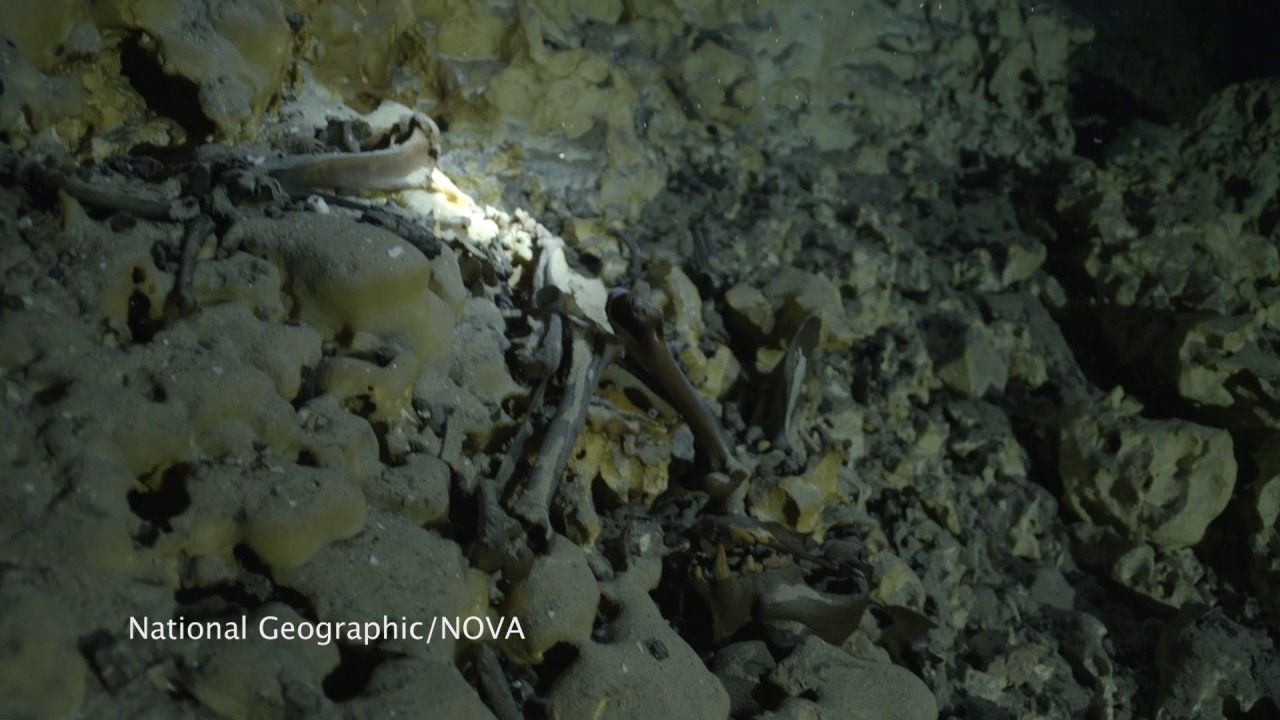 Preview thumbnail for Researchers Discover the Oldest, Most Complete Skeleton Discovered in the New World