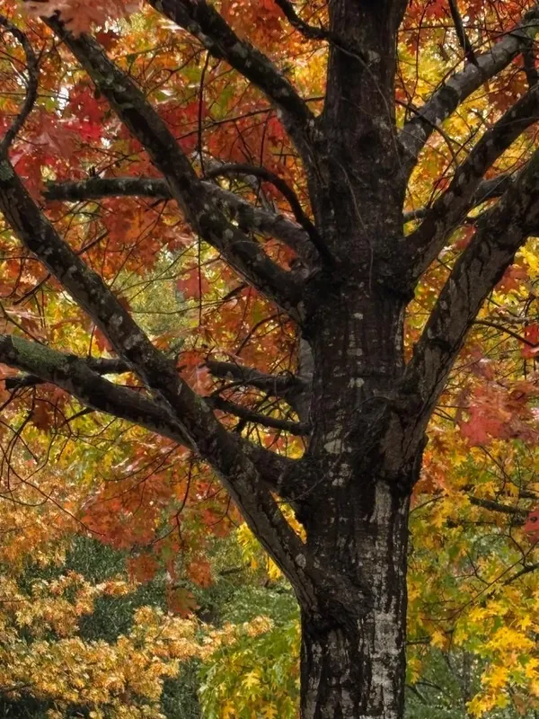Fall Foliage or Stained Glass? thumbnail