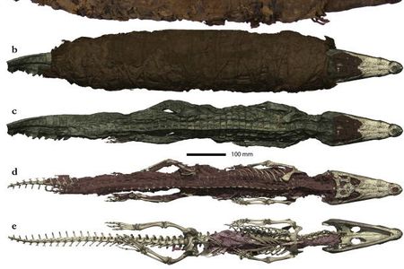 The crocodile was 3 to 4 years old at the time of its death