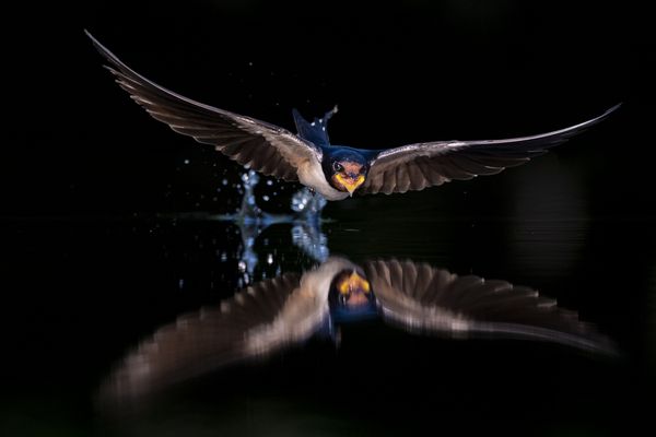 Barn swallows feed almost exclusively in flight, flying lower than many other swallow species and often nearly hugging the ground or water surface.