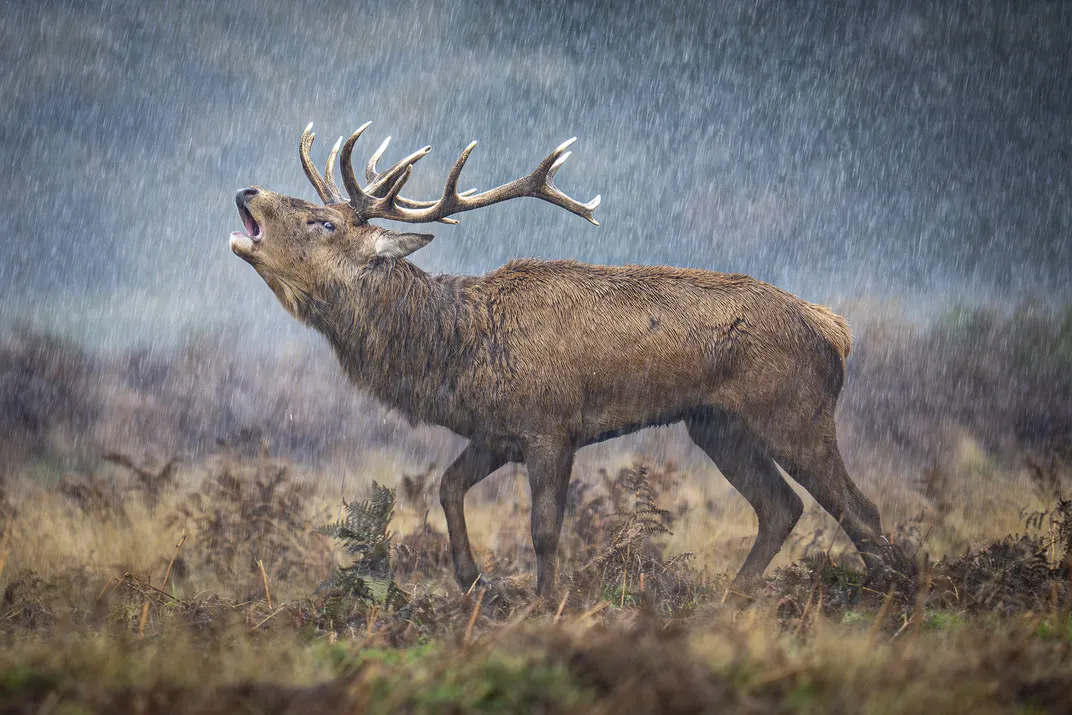 a male red deer with antlers raises its head on a grassland and bellows, looking fuzzy from falling rain