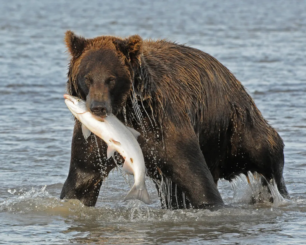 a bear in shallow water with a fish in its mouth