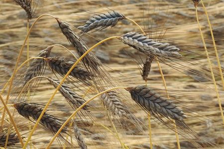 Emmer wheat