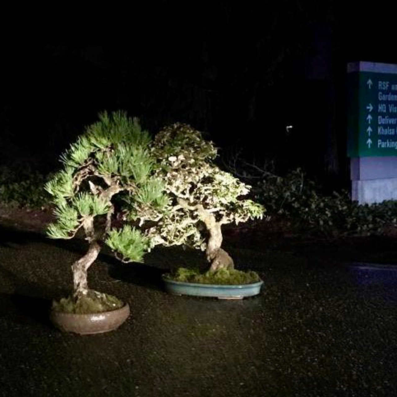 Two Stolen Bonsai Trees 'Mysteriously' Returned to Washington State Museum