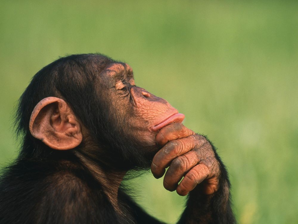 Female Chimps More Likely Than Males to Hunt With Tools | Smithsonian