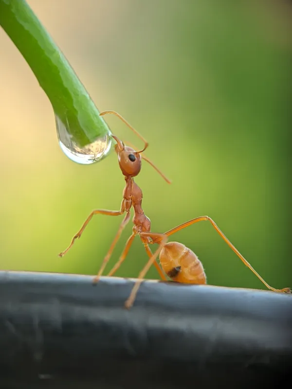Weaver ant and water drop thumbnail