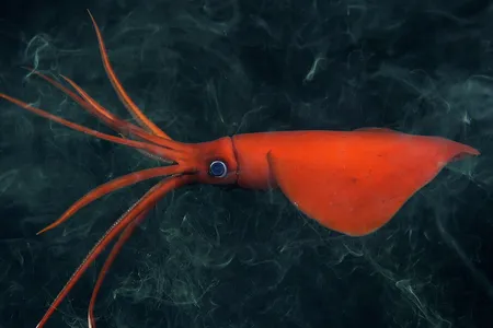 A rarely seen whiplash squid swims more than 3,500 feet below the surface of the Pacific Ocean.