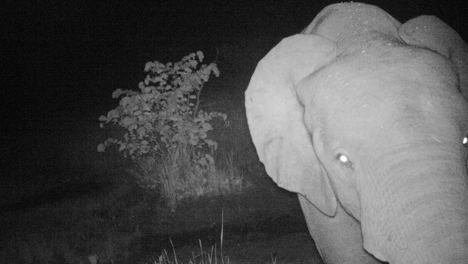 Rare Forest Elephants Seen for the First Time in South Sudan | Science|  Smithsonian Magazine