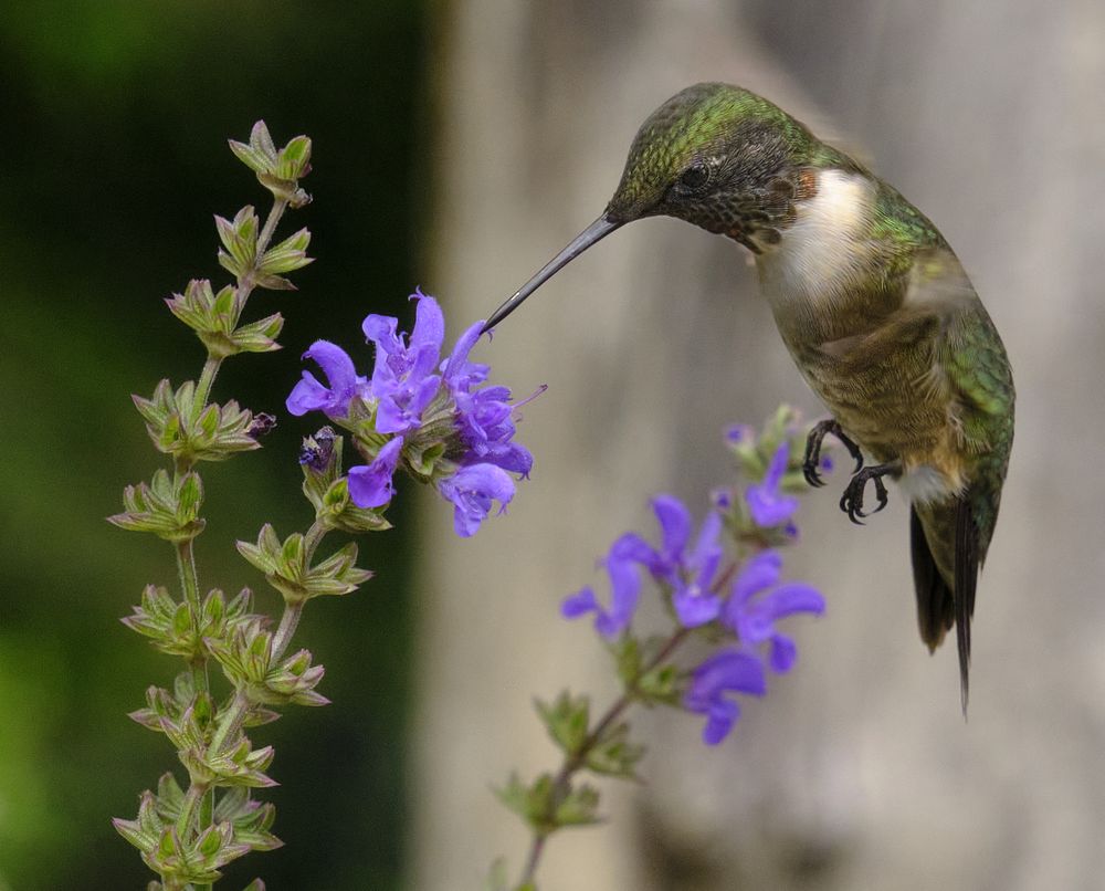 This is Mr. Roper. A very territorial ruby throat in my backyard garden. He has been visiting us for years. We live in North Alabama.