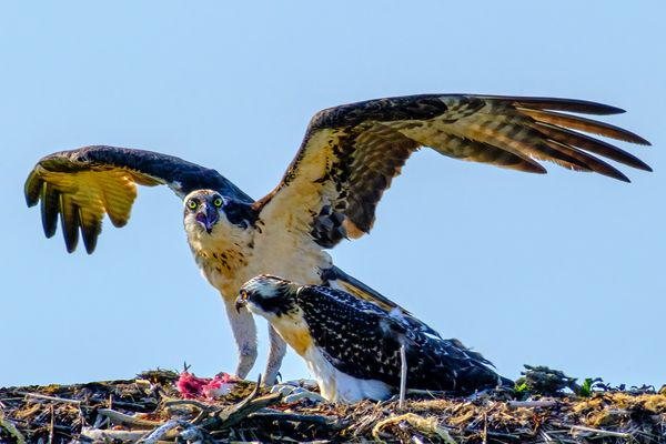 Two osprey eating lunch show they do not want to be disturbed! thumbnail