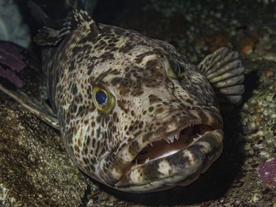 Scientists counted more than 10,000 teeth to find out how quickly the fish regrows&nbsp;its lost chompers.