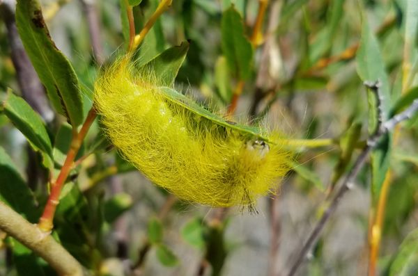 Yellow fuzzy caterpillar thumbnail