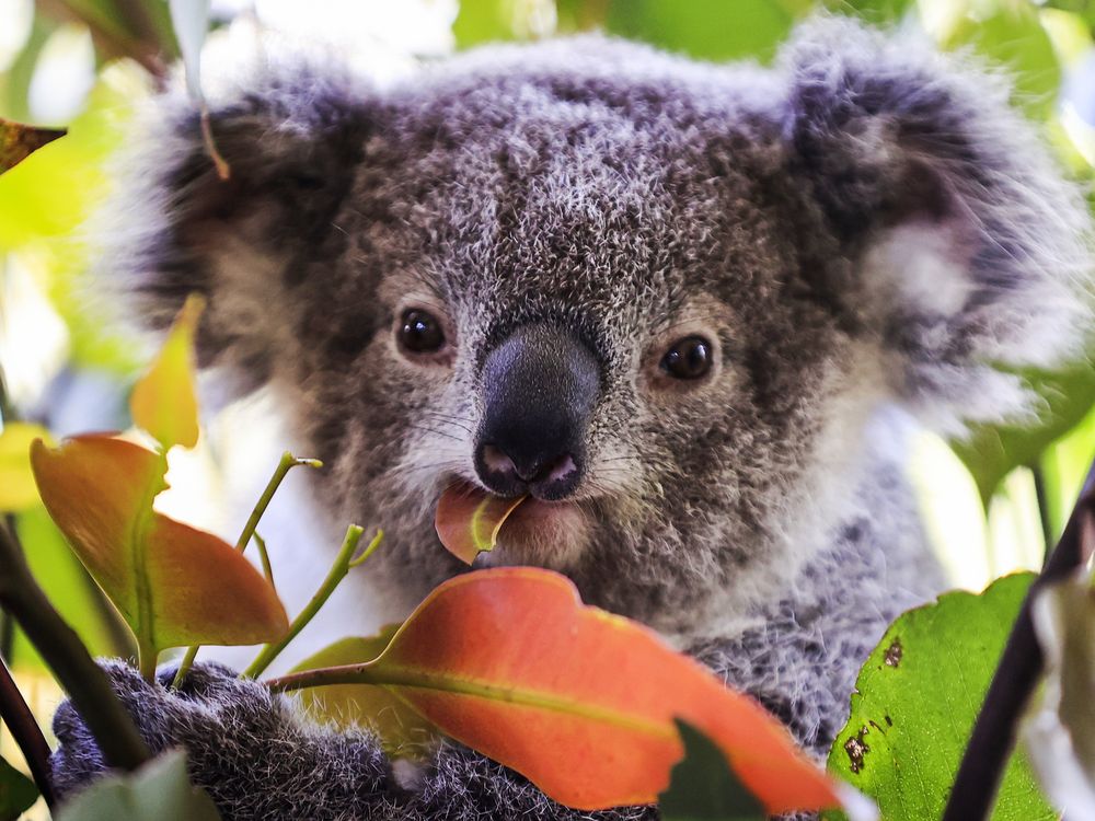 A young koala eats a leaf