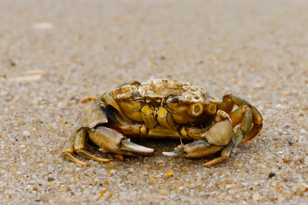Crab 