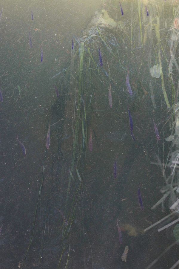 Underwater life thumbnail