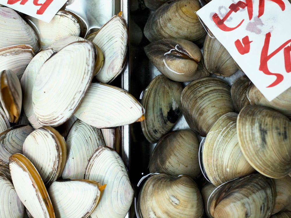 Clams