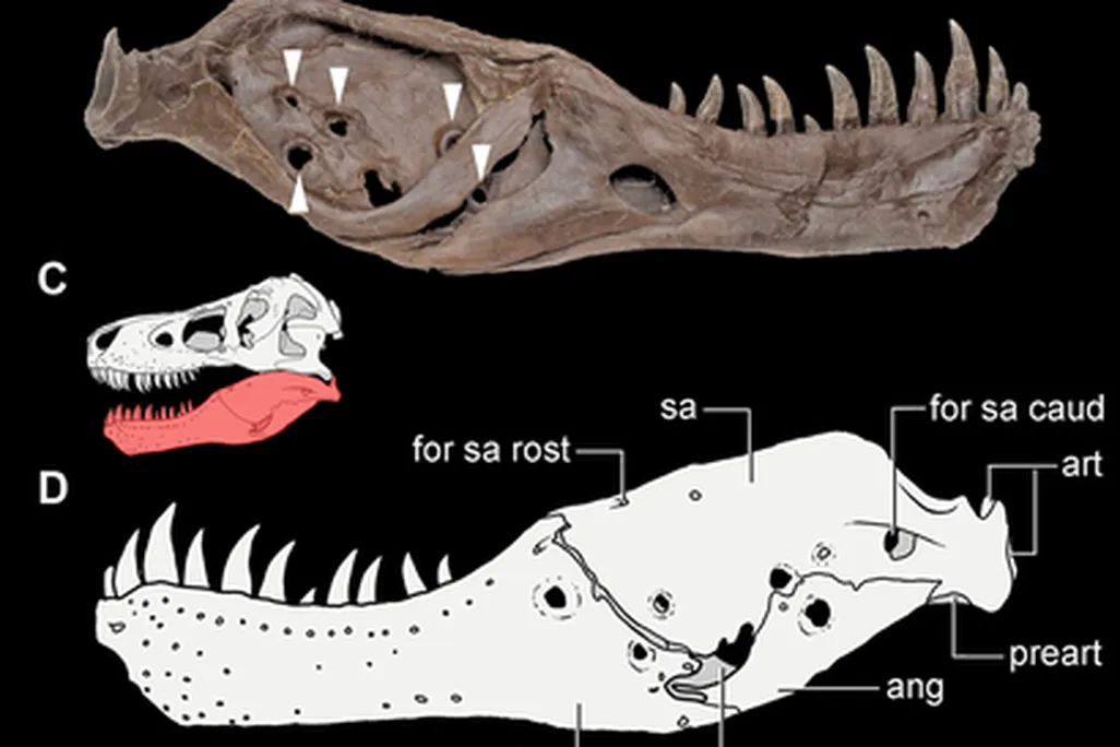 20110520083309tyrannosaurus-sue-jaw.png