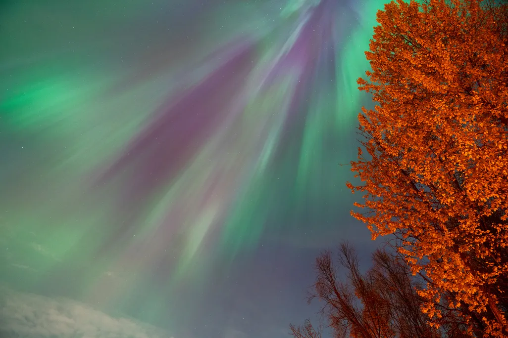 northern lights appear green and purple in the sky above an orange-looking tree