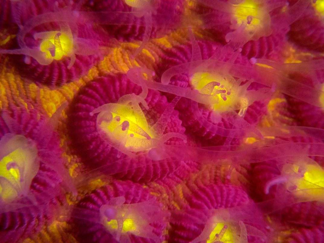 Pink Tipped Polyps