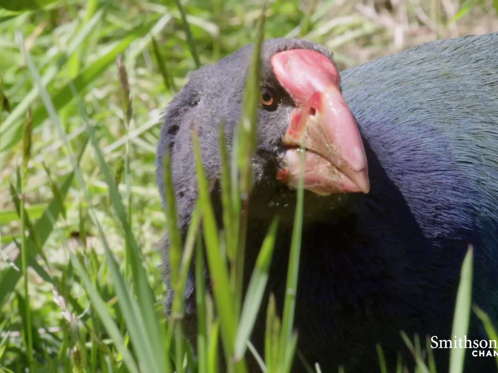 Preview thumbnail for video 'A Rare Pair of Chicks for the Exotic and Endangered Takahe