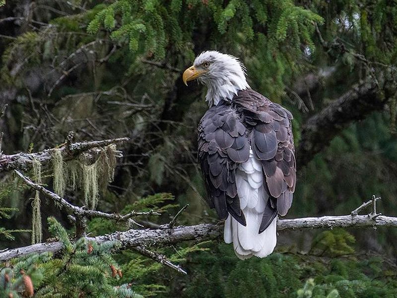 Move Over Bald Eagle: Meet 12 of the World's Coolest National Birds