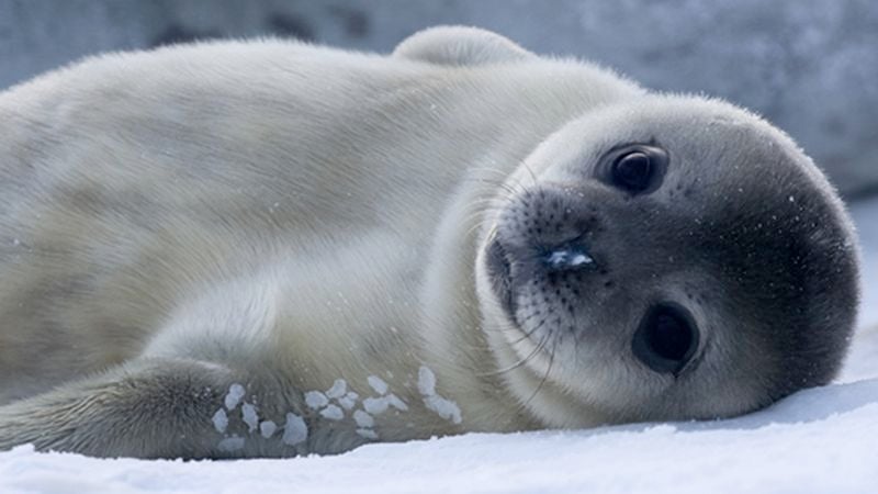 weddell seal full body