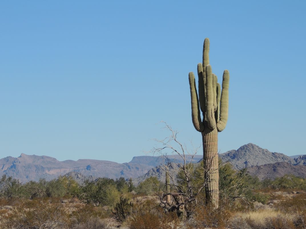 Saguaro cactus in Arizona desert Smithsonian Photo Contest