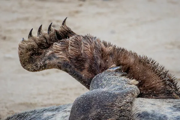 A grey seal waves her front flipper thumbnail
