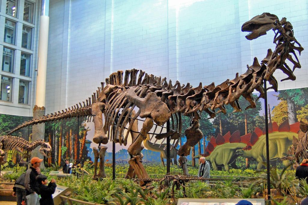 Apatosaurus louisae