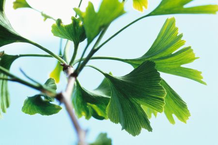 The ginkgo biloba or Maidenhair tree has been around for at least 270 million years, making it the botanical equivalent of the shark. 